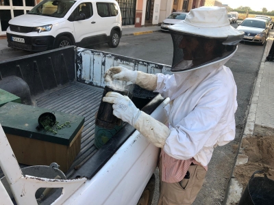 La Delegaci&oacute;n de Medio Ambiente retira con &eacute;xito un panal de abejas en pleno casco urbano